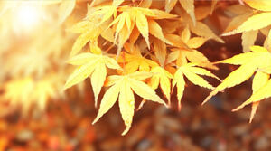 Siedem jesiennych liści klonu tła PowerPoint