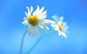Blauer schöner Sonnenblume PPT-Hintergrund