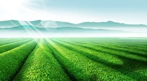 Green Manor Tea Plantation PPT Background Picture