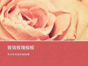 Templat slide botani dengan latar belakang merah muda mawar merah
