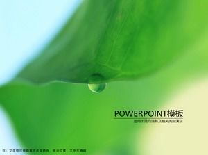 Liść lotosu naturalny świeży i elegancki zielony szablon ppt