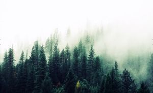 Gambar latar belakang PPT hutan berkabut