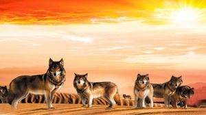 Desert wolf pack PPT background picture