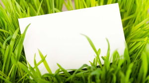 緑の植物草白いカードPPT背景画像