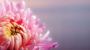 Imagen de fondo de diapositiva de crisantemo