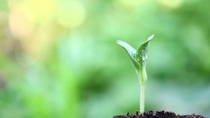 Six PPT background pictures of plant sprouts