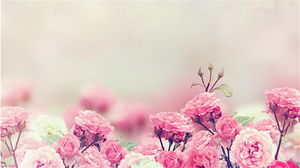 ピンクのバラの花のスライドの背景画像