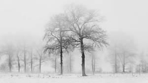 Imagen de fondo PPT de árboles de invierno