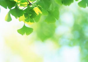 綠色銀杏葉植物PPT背景圖片