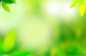 黄緑色のぼやけた植物PPT背景画像