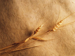 Golden wheat spike PowerPoint background picture