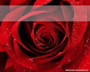 Template Red Roses Powerpoint