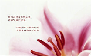 A组的鲜花花卉幻灯片背景图片