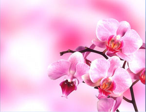 Sekelompok bunga berwarna merah muda dan brilian Slide background download gambar