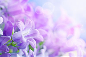 Eine Gruppe von lila Blüten gleitet Download Hintergrundbild