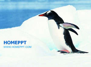 Antarctic penguin protection animal PPT template