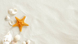 Image de fond de diapositive coquille étoile de mer plage