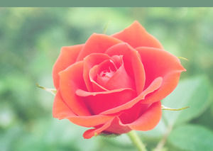Piękna róża kwiat szablon powerpoint