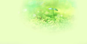 Zamazany obraz PPT zielona sadzonka tło
