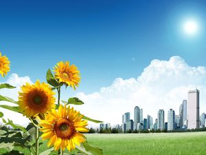 City Edge Sunflower PowerPoint background image