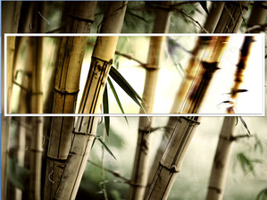 Jasne bambus zrazy szablonów slajdów pobrania