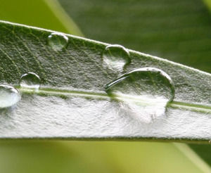Close Up unui șablon powerpoint Wet Leaf
