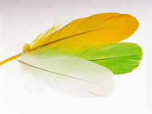 Color feathers PowerPoint background image download
