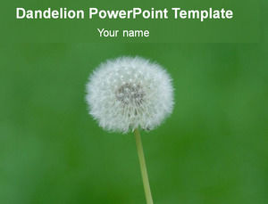 Dandelion สีพาสเทลพื้นหลังสีเขียวแม่แบบ PPT