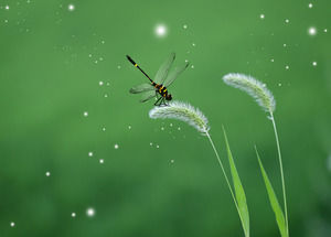 Dragonflies-animal PPT template