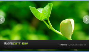 Dynamische grüne Bohnensprossen Hintergrund Pflanze diashow herunterladen
