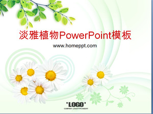 エレガント菊ティーツリーの背景の植物のPowerPointテンプレートのダウンロード