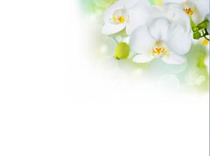 Branco elegante da borboleta Slideshow Background Image Download
