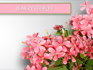Flowers background plant theme PPT template download