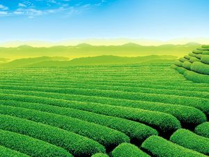 Frische und natürliche Teegarten Diashow Hintergrundbilder