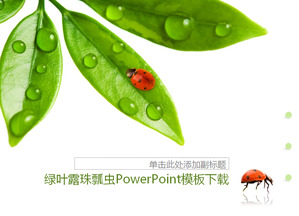 Fresh green leaves dewdrops Seven-day ladybug background PPT template