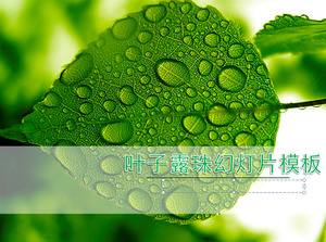 Fresh leaf drops background, green plant slides template download;