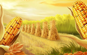 Altın mısır - sonbahar hasat mevsimi PPT şablon