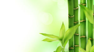 Presentación de bambú verde imagen de fondo