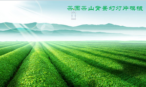 قالب الأخضر تشاشان Chazhuang حديقة الشاي PPT