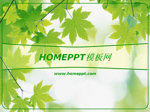Green Maple Leaf Background PPT Template Download