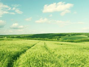Green wheat field PPT background picture