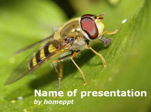 Hover educativo de la abeja plantilla Ilustración PowerPoint