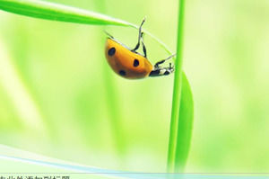 แม่แบบธรรมชาติ Ladybug PPT บนใบไม้สีเขียว