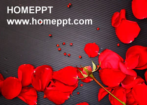 爱情的红玫瑰PPT模板下载