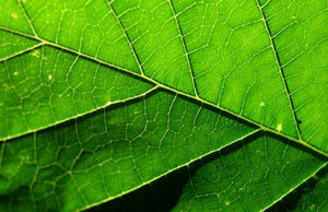 자연 나무 잎 파워 포인트 템플릿