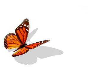 Pomarańczowy Butterfly Insect Projekt szablon powerpoint