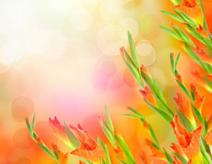 Orange Warm Flowers Slideshow background image download