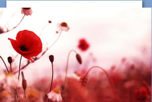 Red poppy bunga gambar latar belakang PPT