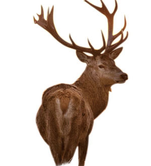 Sika deer antelope animal free png materiale illustrativo (6 foto)