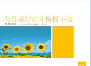 Sunflower background of the plant PowerPoint template download